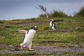 008 Argentinie, Martillo eiland, ezelspinguin